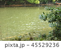 川のせせらぎ 45529236