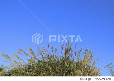 快晴の日のススキ 45529426