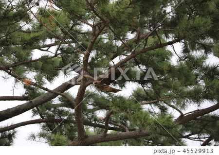 松の木から飛び立つトビ 45529913