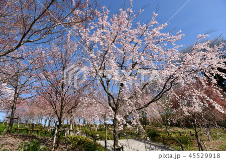桜 45529918