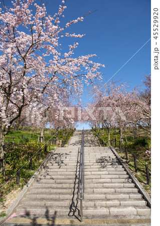 桜 桜 45529920
