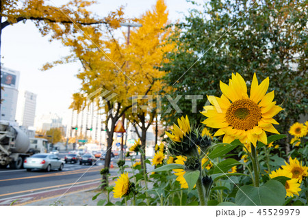 イチョウとヒマワリ 45529979