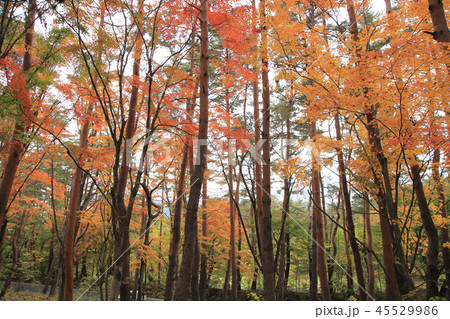 もみじ紅葉 もみじ紅葉 45529986