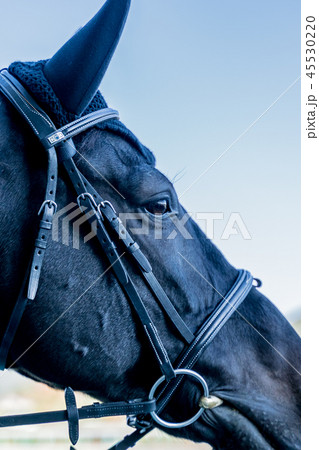 誘導馬 競馬場 誘導馬 競馬場 45530220