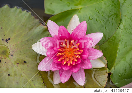 beautiful waterlily or lotus flower in pond beautiful waterlily or lotus flower in pond 45530447