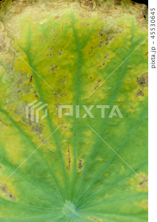Natural exotic background. Dark toning, selective Natural exotic background. Dark toning, selective 45530645