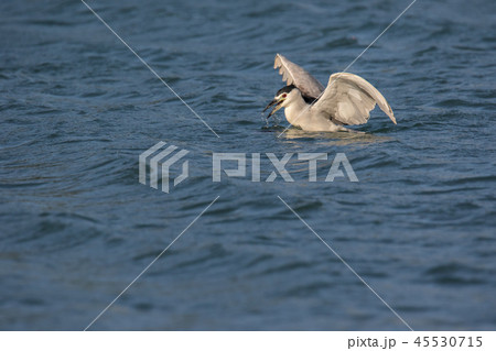 ゴイサギ 五位鷺 ごいさぎ 45530715