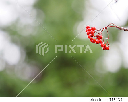 北海道 ナナカマドの実 玉ボケ風景 北海道 ナナカマドの実 玉ボケ風景 45531344