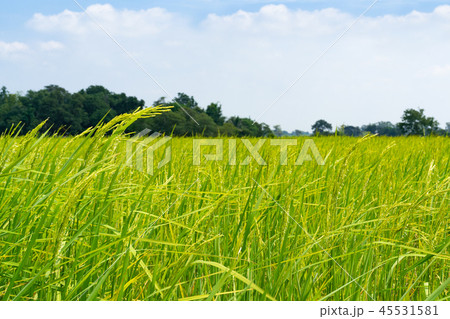 yellow green rice field on blue sky background 45531581