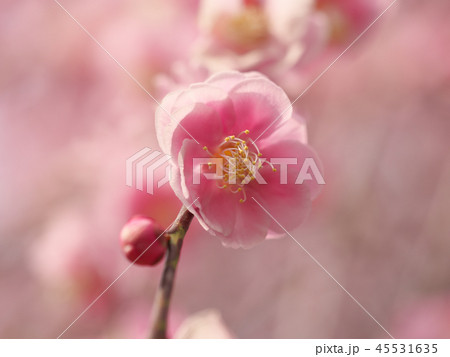 梅の花・春の誘いの写真素材 [45531635] - PIXTA