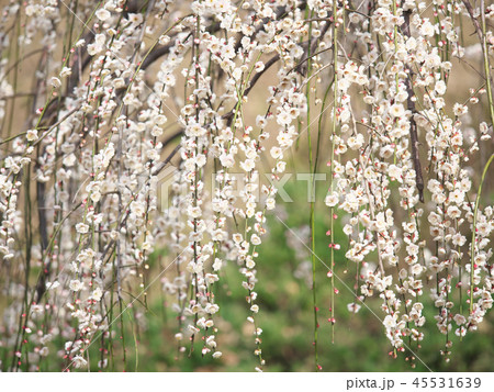 梅の花・春の誘いの写真素材 [45531639] - PIXTA