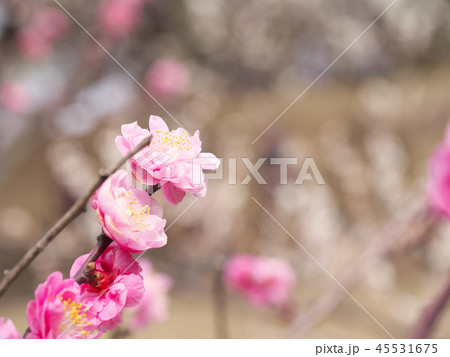 梅の花・春の誘いの写真素材 [45531675] - PIXTA