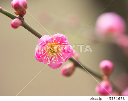 梅の花・春の誘い 一輪の梅の花の写真素材 [45531678] - PIXTA