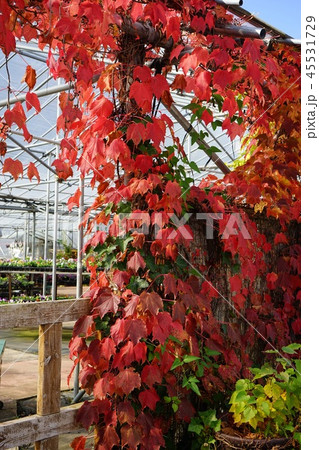 紅葉した蔦 45531729