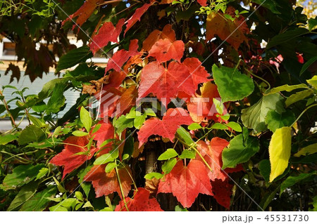 紅葉した蔦 紅葉した蔦 45531730