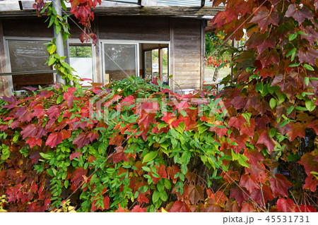 紅葉した蔦 45531731