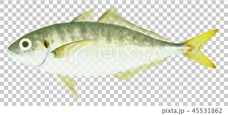 アジのリアルなイラスト 45531862