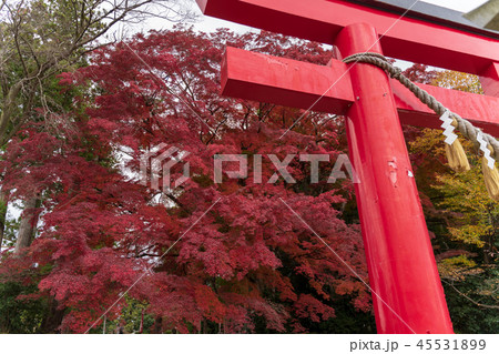 晩秋の賀茂神社　宮城　仙台泉 45531899