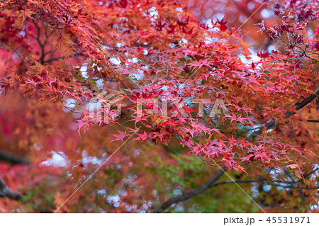 晩秋の紅葉 賀茂神社 宮城 仙台泉 晩秋の紅葉 賀茂神社 宮城 仙台泉 45531971
