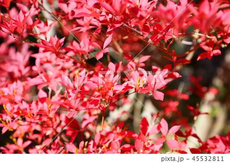 ドウダンツツジ紅葉 45532811