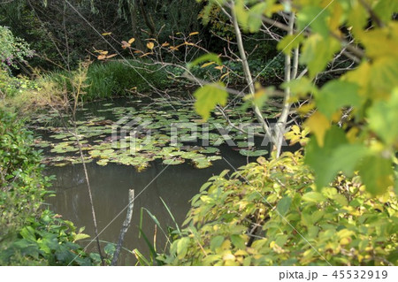 睡蓮のある池 睡蓮のある池 45532919