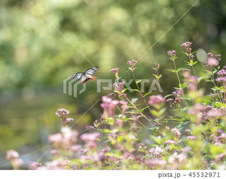 アサギマダラ 45532971