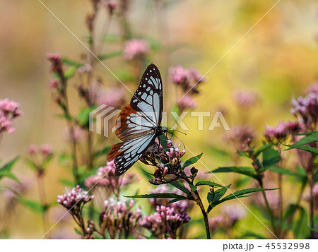 アサギマダラ 45532998