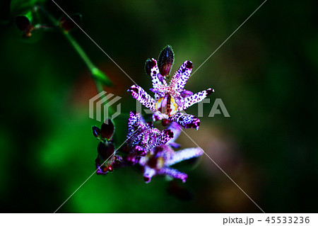 濃紅色の斑点が美しい、ホトトギスの花 濃紅色の斑点が美しい、ホトトギスの花 45533236