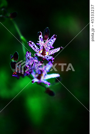 濃紅色の斑点が美しい、ホトトギスの花 45533237