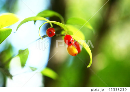 赤く色づき始めた、サンシュユの実 赤く色づき始めた、サンシュユの実 45533239