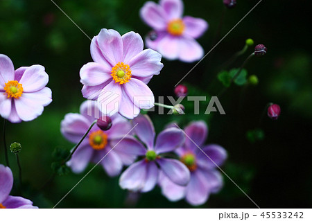 シュウメイギク　桃色の花 45533242