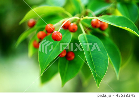 赤く色づく、ソヨゴの実 赤く色づく、ソヨゴの実 45533245