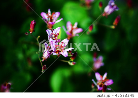 ホトトギス、桃色に飾られた花 45533249