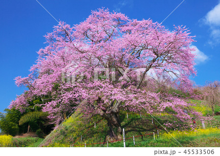 一本桜 - 是哉寺地蔵桜 45533506
