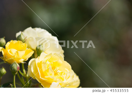 ゴールデンボーダー薔薇 45533555