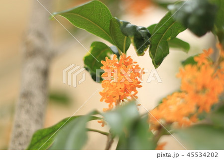 金木犀の季節です。 45534202