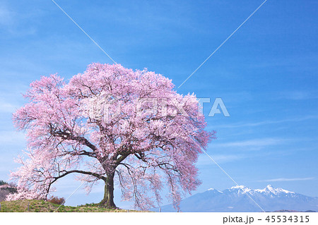 一本桜 - わに塚の桜 一本桜 - わに塚の桜 45534315