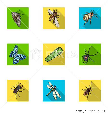 Beetle, wasp, bee, ant, fly, spider, mosquito and other insect species. Various insects set Beetle, wasp, bee, ant, fly, spider, mosquito and other insect species. Various insects set 45534961