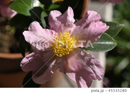 サザンカ（肥後桜） 45535280