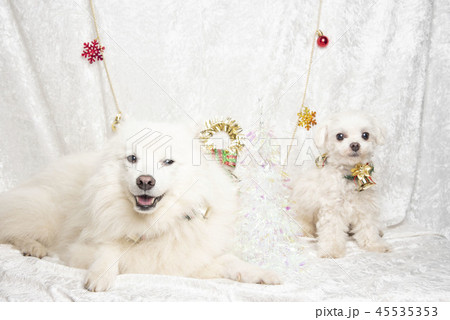 クリスマスとわんこ 45535353