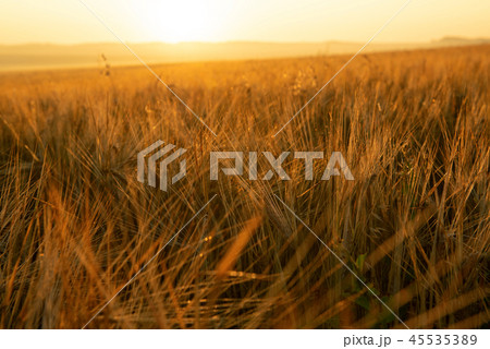 Rye close-up in a field at sunrise Rye close-up in a field at sunrise 45535389