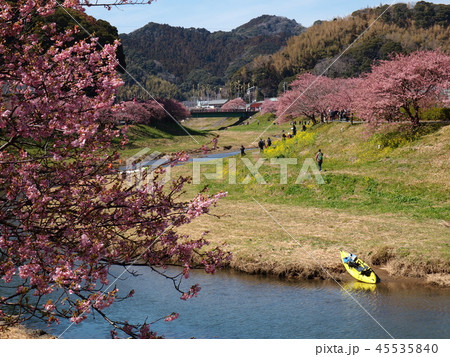 みなみの桜と菜の花まつり みなみの桜と菜の花まつり 45535840