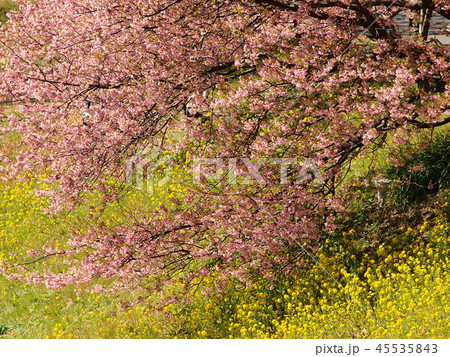 みなみの桜と菜の花 みなみの桜と菜の花 45535843