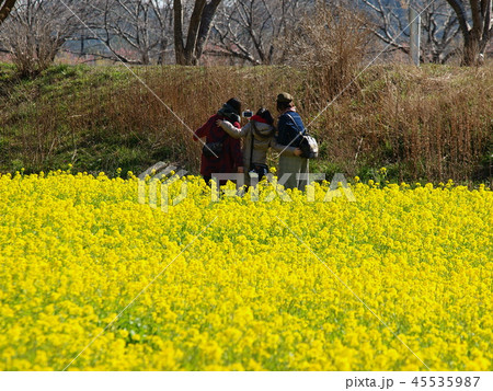 菜の花畑を背後に 45535987