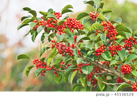 真赤なクロガネモチの実 真赤なクロガネモチの実 45536529