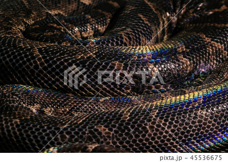 background - coiled snake rings 45536675