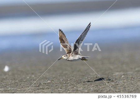 キアシシギ飛翔 45536769