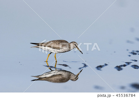 キアシシギ 45536784
