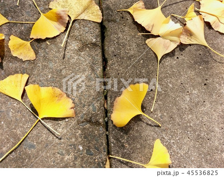 イチョウ 45536825