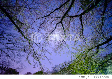 横浜市都筑区東方公園の夜桜_No1 横浜市都筑区東方公園の夜桜_No1 45537280